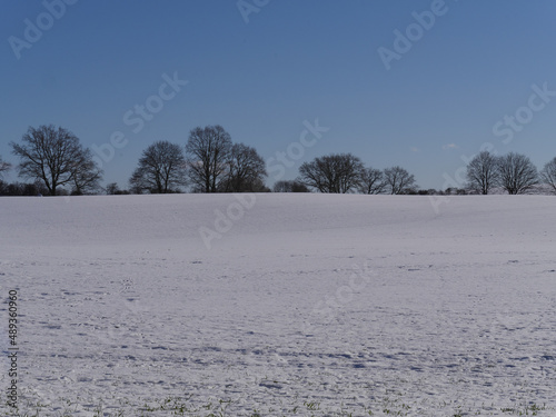Bäume im Winter am Rande eines verschneiten Felds