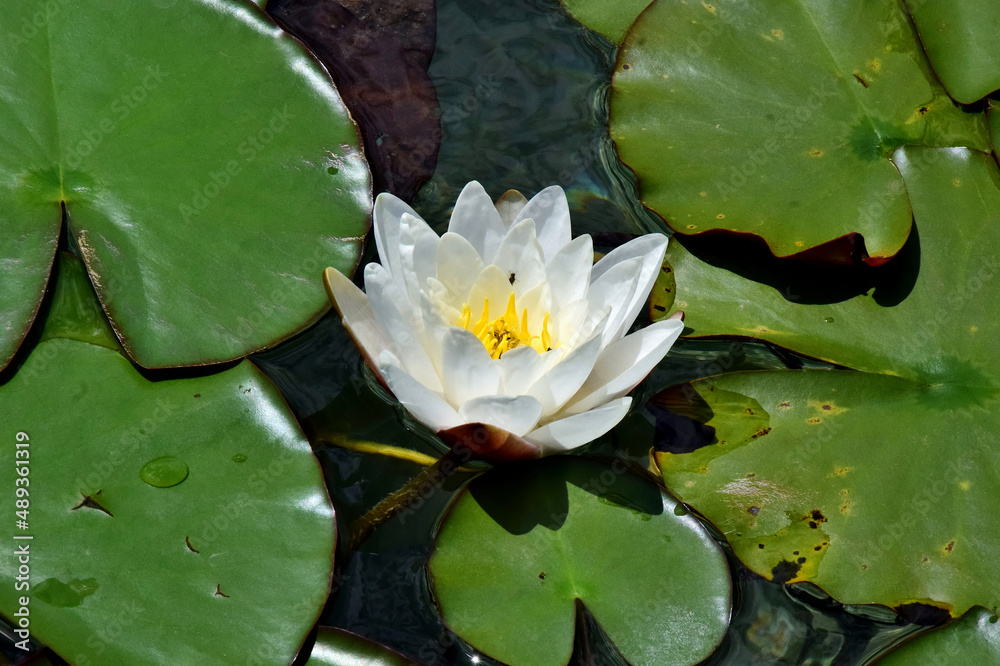 Weiße Seerose inmitten von grünen Blättern (Nahaufnahme) Weiße Seerose inmitten von grünen Blättern (Nahaufnahme)
