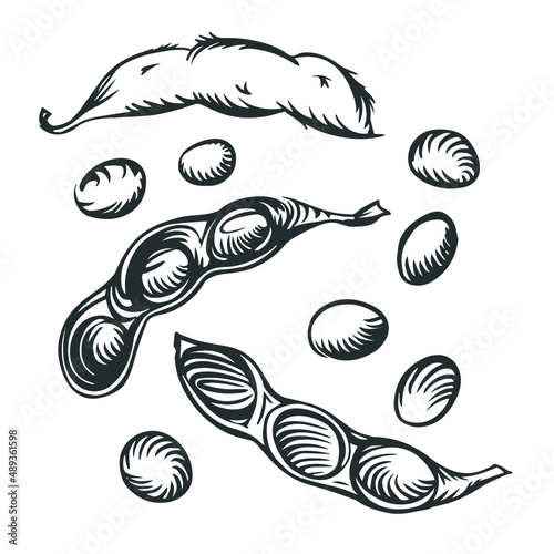 Soy and soy fights. Beans in pods on a white background