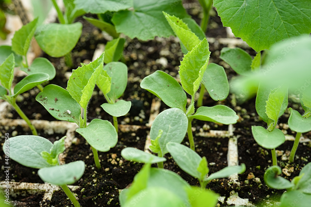 Young cucumber seedlings growing in a greenhouse environment. Young cucumber seedlings growing in a greenhouse environment.