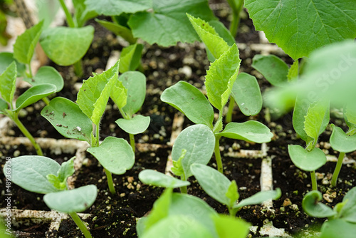 Young cucumber seedlings growing in a greenhouse environment.