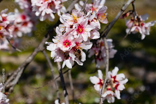 Close up, several tree branches with rosacea and white flowers of fruit tree or cherry blossom (sakura) and bee among  the flowers  in the field © IsabelMara