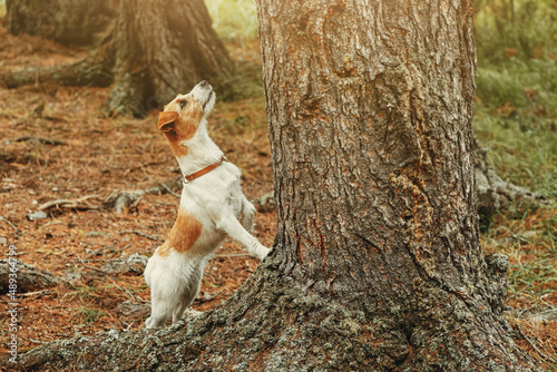 Small and cute Jack Russell Terrier dog with a collar stands near a tree and looks up, hunting a bird or a chipmunk. photo