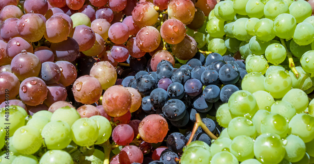 Background and closeup of bunches of colored grapes. Background and closeup of bunches of colored grapes.