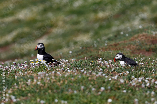 Puffins in a bed of Sea Campion on Skomer Island.