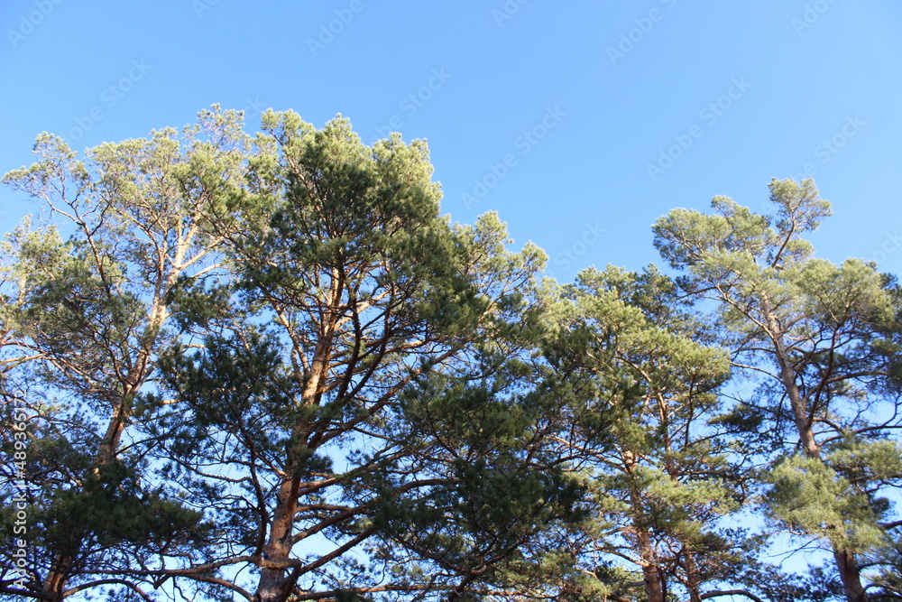 Obraz premium Pine trees branches against blue sky