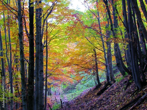 Beutiful colorful beech forest under Porezen in Slovenia in fall with yellow and red foliage photo