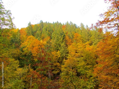 Beautiful colorful forest of beech and spruce with fall yellow and red foliage in Slovenia
