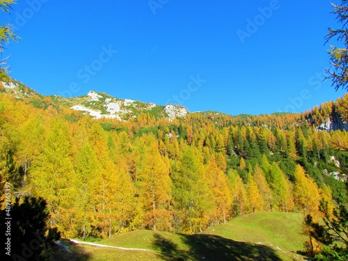 Beautiful landscape above Lipanca and Pokljuka in Julian alps and Triglav national park in Gorenjska region of Slovenia with yellow gold larch (Larix decidua) forest in autumn bathing in the sun