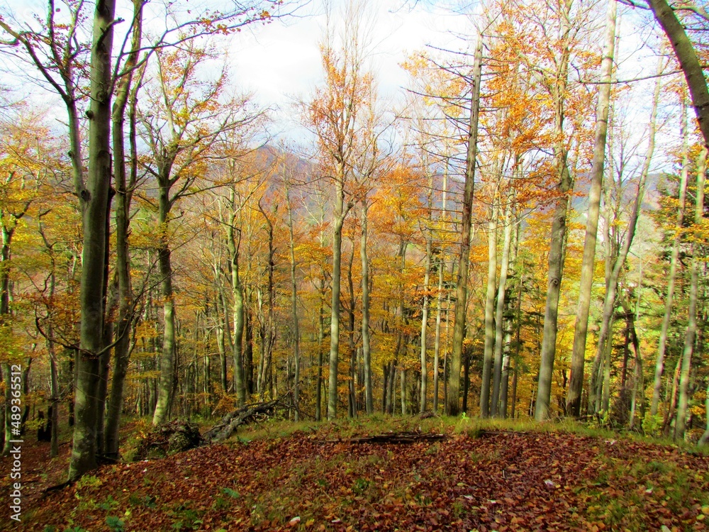Fototapeta premium Colorful bright yellow and orange beech (Fagus sylvatica) forest in autumn in Slovenia