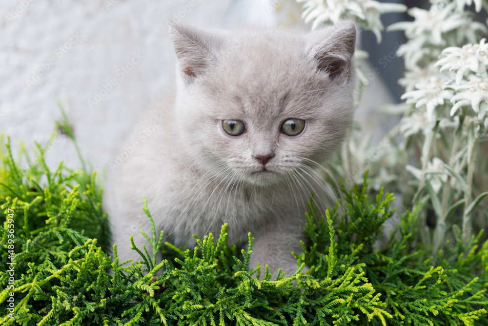 Britisch Kurzhaar Kitten steht in Blumenkübel
