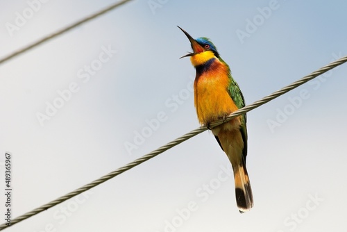 Ein Blaubrutspint (Merops variegatus) ruft. photo