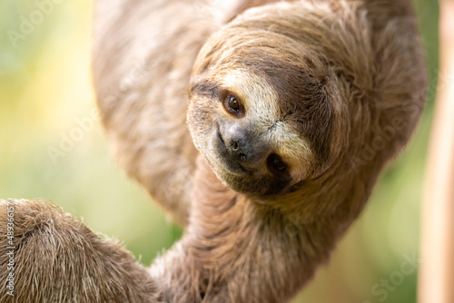 Portrait of a Sloth Brown-throated sloth, Bradypus variegatus photo