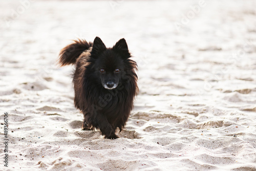 Kleiner schwarzer Hund am Strand photo