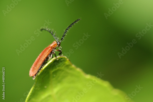 A red bug on a leaf
