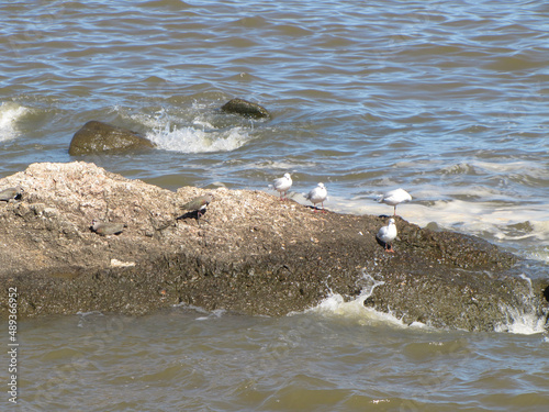 Birds on the rocks of the Rio de la Plata, Montevideo, Uruguay. Seagulls and lapwings in the sun photo