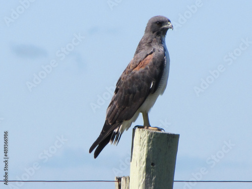 Falcon, eagle of South America standing on the prowl on a wooden post in the field. photo