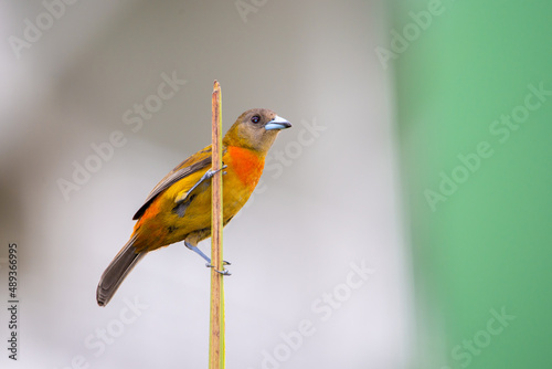 Scarlet-rumped tanager female in a branch, Ramphocelus passerinii photo