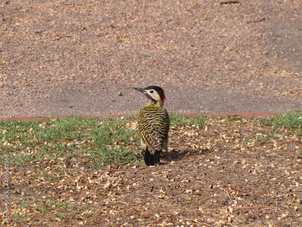 Woodpecker, picidae, bird with yellow chest and black spots waiting to