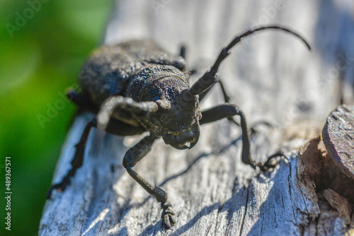 Close-up of a longhorn beetle