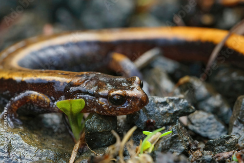 Close up of the yellow form of the Western redback salamander , Plethodon vehiculum photo