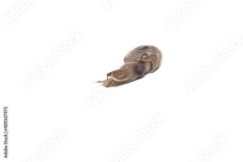 Raw baby squid on a white background. Sea food concept.