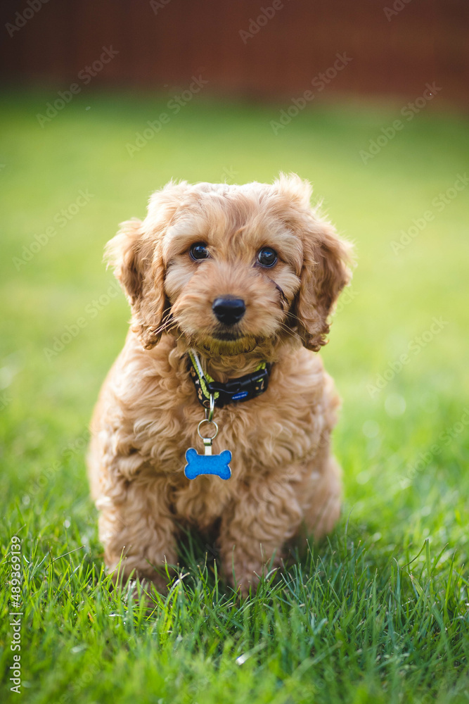 dog in the garden playing dog, happy  cockapoo puppy