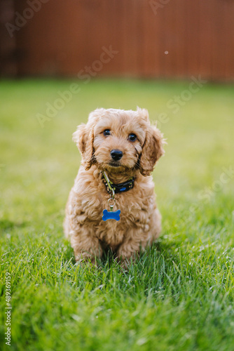 dog in the garden playing dog, happy cockapoo puppy