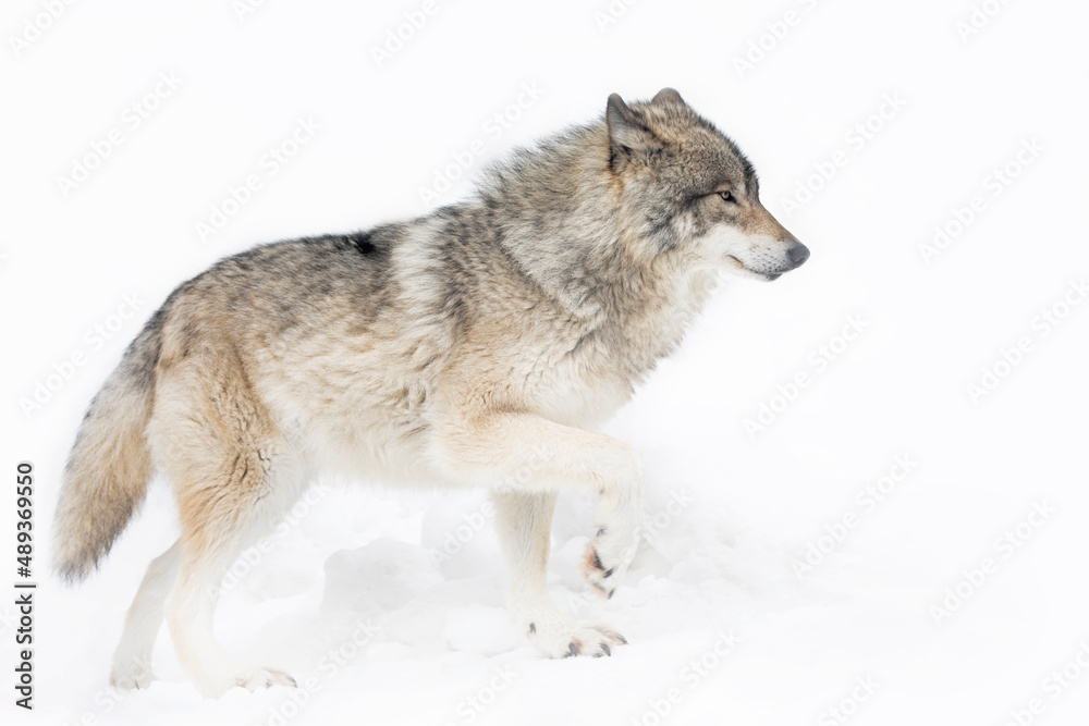 A lone Timber wolf or Grey Wolf Canis lupus isolated on white background running in the winter snow in Canada