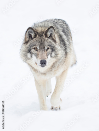 A lone Timber wolf or Grey Wolf Canis lupus isolated on white background in the winter snow in Canada