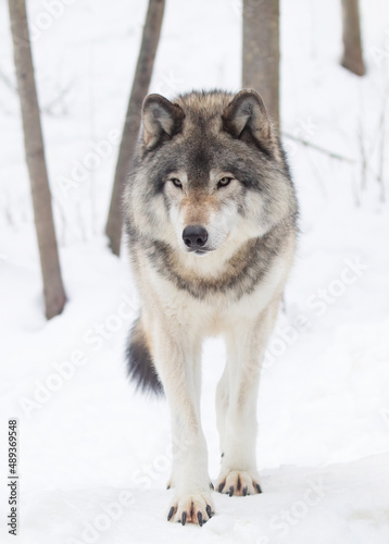 A lone Timber wolf or Grey Wolf Canis lupus isolated on white background in the winter snow in Canada