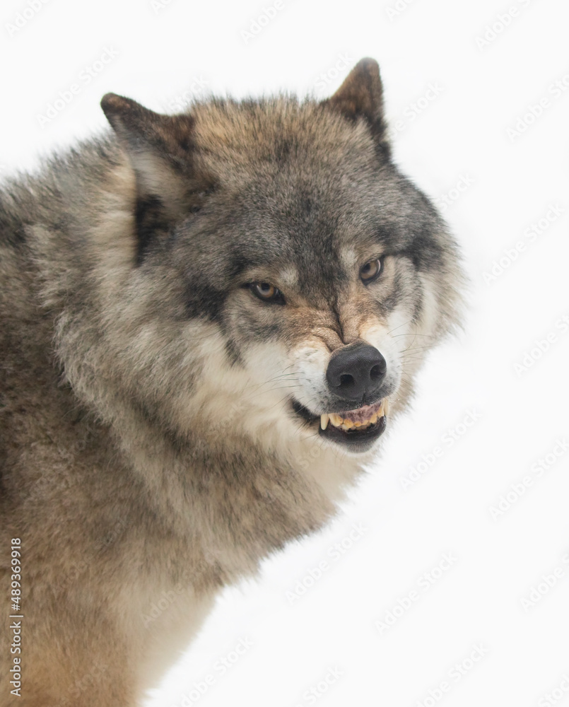 A Timber Wolf or Grey Wolf Canis lupus isolated on white background growling in the winter snow in Canada