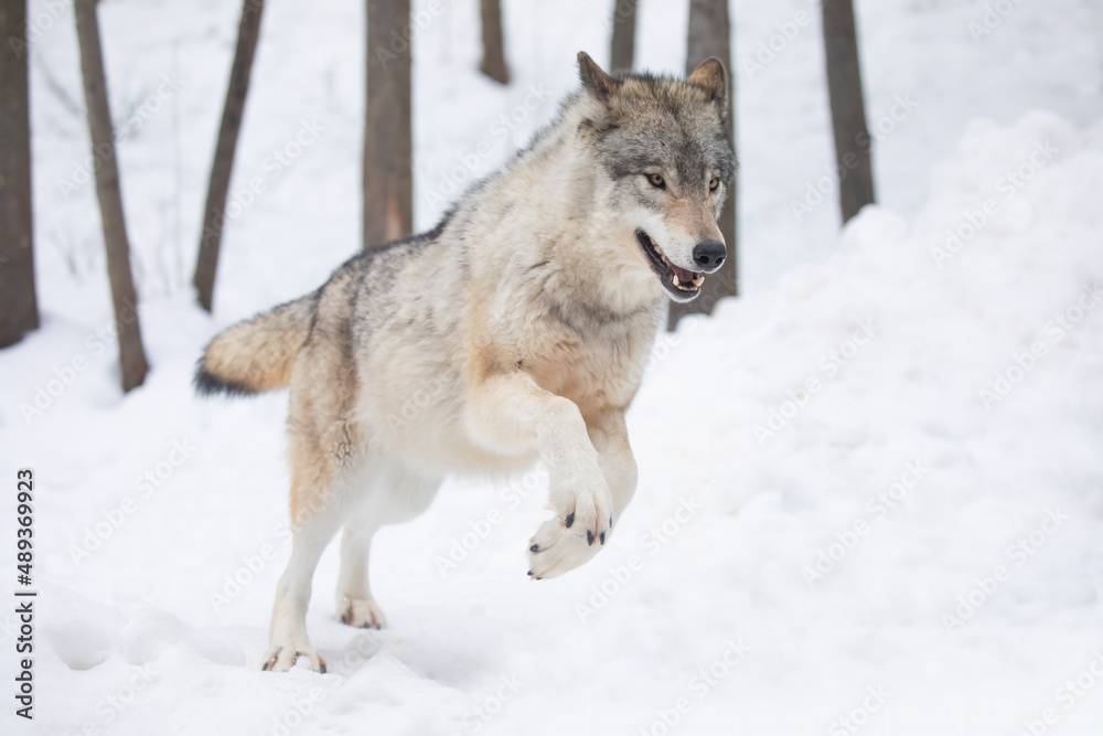 Fototapeta premium A lone Timber wolf or Grey Wolf Canis lupus isolated on white background running in the winter snow in Canada
