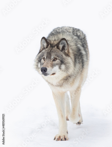A lone Timber wolf or Grey Wolf Canis lupus isolated on white background in the winter snow in Canada