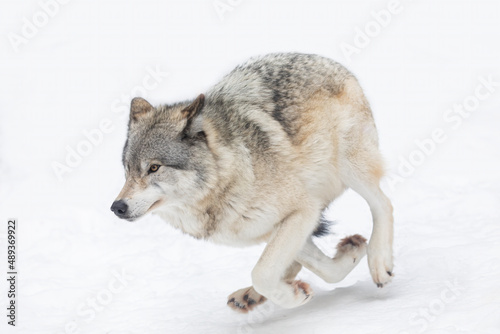 A lone Timber wolf or Grey Wolf Canis lupus isolated on white background running in the winter snow in Canada © Jim Cumming
