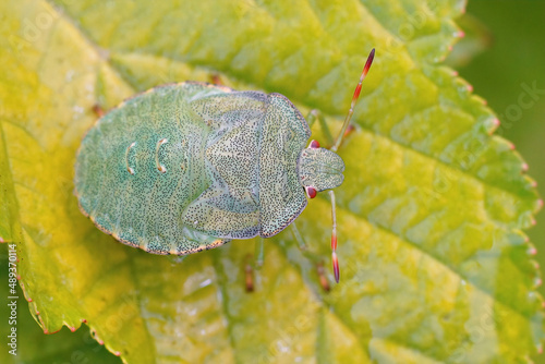 Closeup on an instar nymph of the European Green shieldbug , Palomena prasina sitting photo