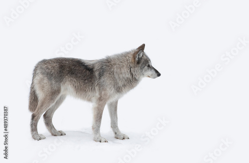 A lone Black wolf isolated on white background walking in the winter snow in Canada © Jim Cumming