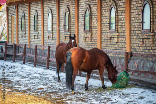 horses in the snow © Александр Ульман