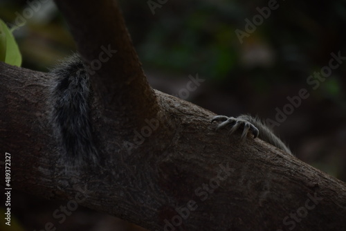 hanging squirrel in the park