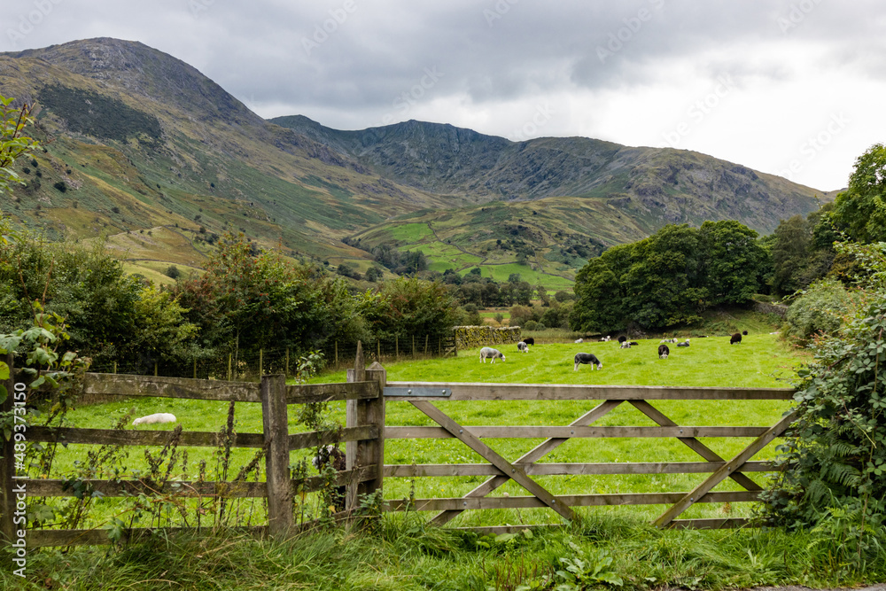 Tilberthwaite Fells above a field of grazing sheep and bordered by a dry stone wall and trees seen from Little Langdale in the Lake District National Park Tilberthwaite Fells above a field of grazing sheep and bordered by a dry stone wall and trees seen from Little Langdale in the Lake District National Park