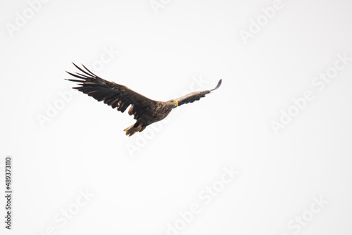 White Tail Eagle, Haliaeetus albicilla