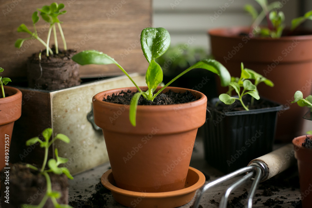 Young seedlings spinach with water drops in ceramic pot. Selective focus. Young seedlings spinach with water drops in ceramic pot. Selective focus.