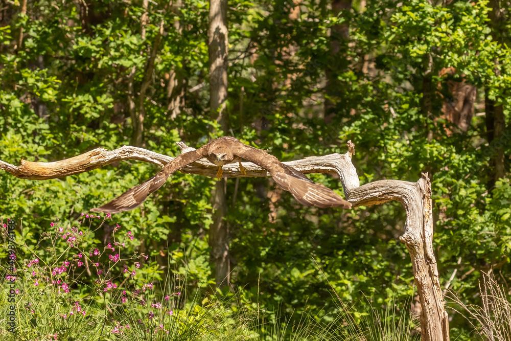 Buzzard, Buteo buteo. Bird of Prey