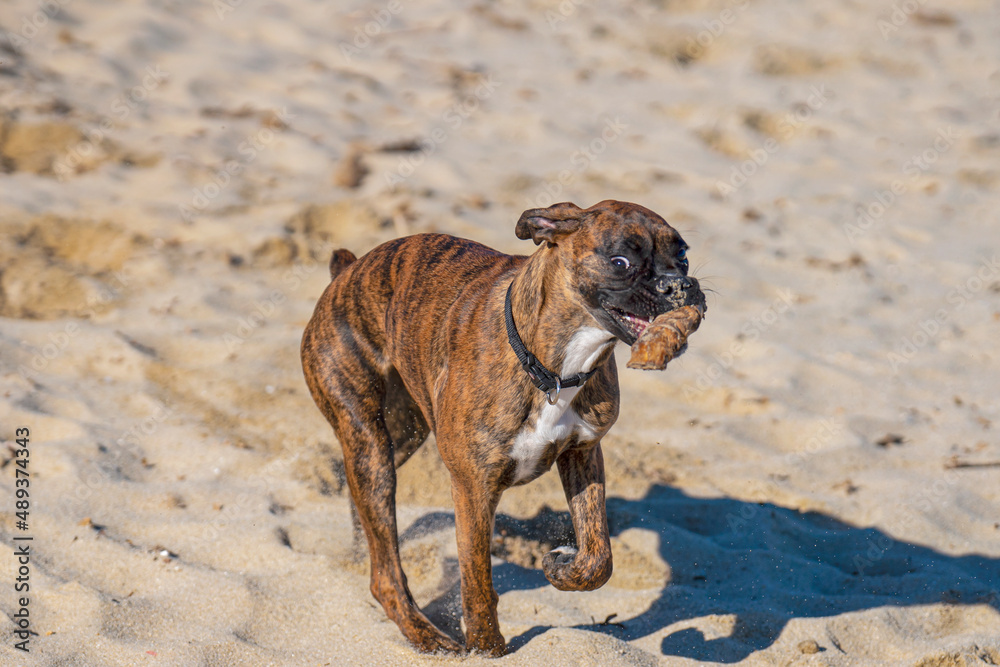 Obraz premium Jolie boxer