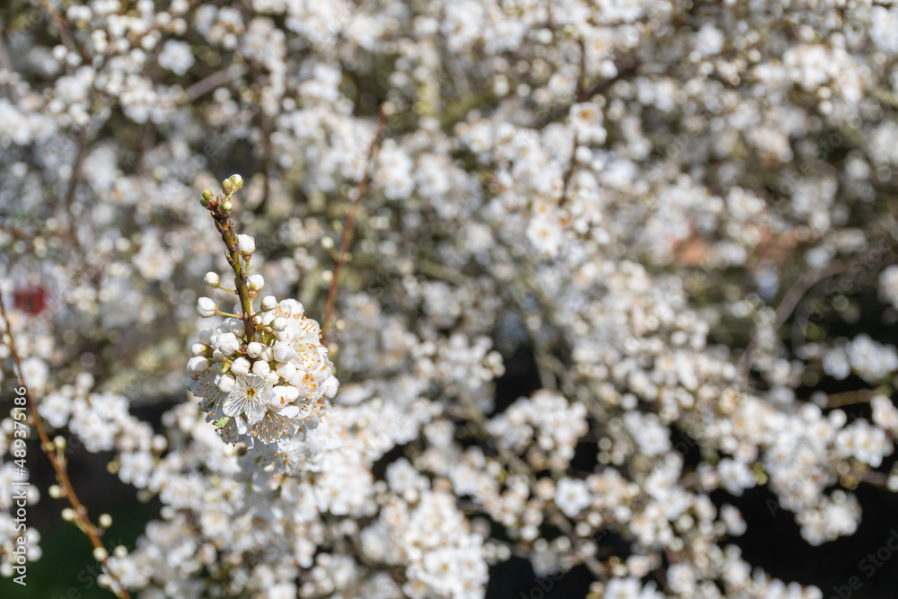 Prunus domestica subsp. syriaca flowers in spring near to Nantes -France Prunus domestica subsp. syriaca flowers in spring near to Nantes -France