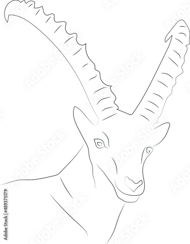 Stylized vector drawing drawn with strokes of lines of different thicknesses. Zodiac signs. Capricorn. The head of a mountain goat with long horns.