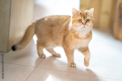 An adorable British short-haired golden kitten