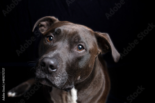 Closeup of gorgeous black Pit Bull Terrier in studio with gleaming eyes.