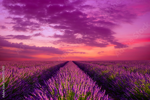 Lavender field with blossoming bushes rows at sunset in Provence France