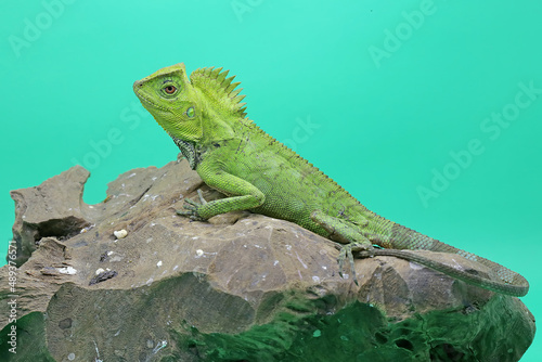 Body gesture of a frest dragon who is ready to attack the intruding animals that enter its territory. This reptile has the scientific name Gonocephalus chamaeleontinus.  photo